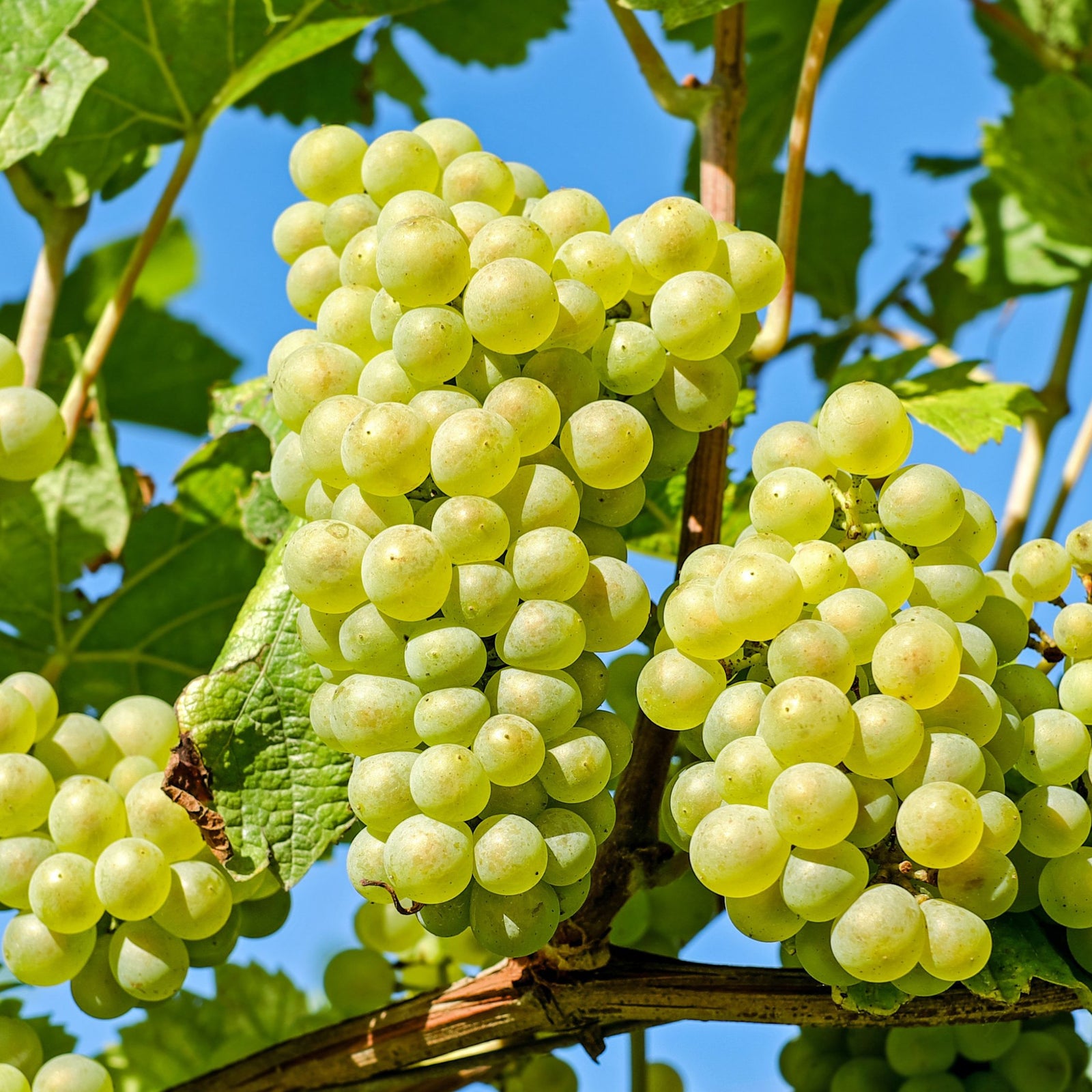 Common Grape Vine - 3 Pcs. - Height 25-40cm - ⌀9cm | Set of 3 | Green
