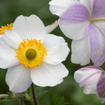 Hayloft Anemone Dreaming Swan - Windflower 1 X 9cm Pot