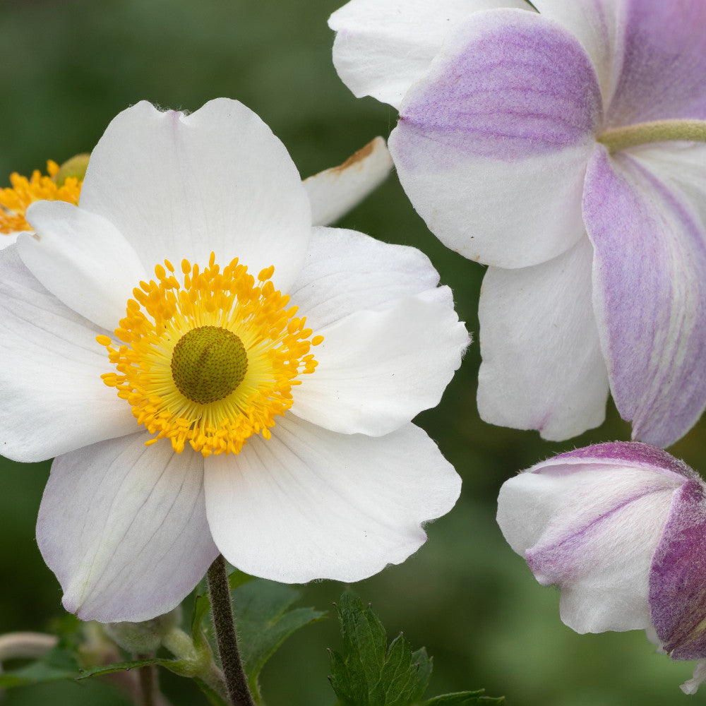 Hayloft Anemone Dreaming Swan - Windflower 1 X 9cm Pot
