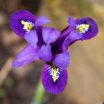 Iris Harmony Early Spring Blue | 20 x Bulbs | Purple