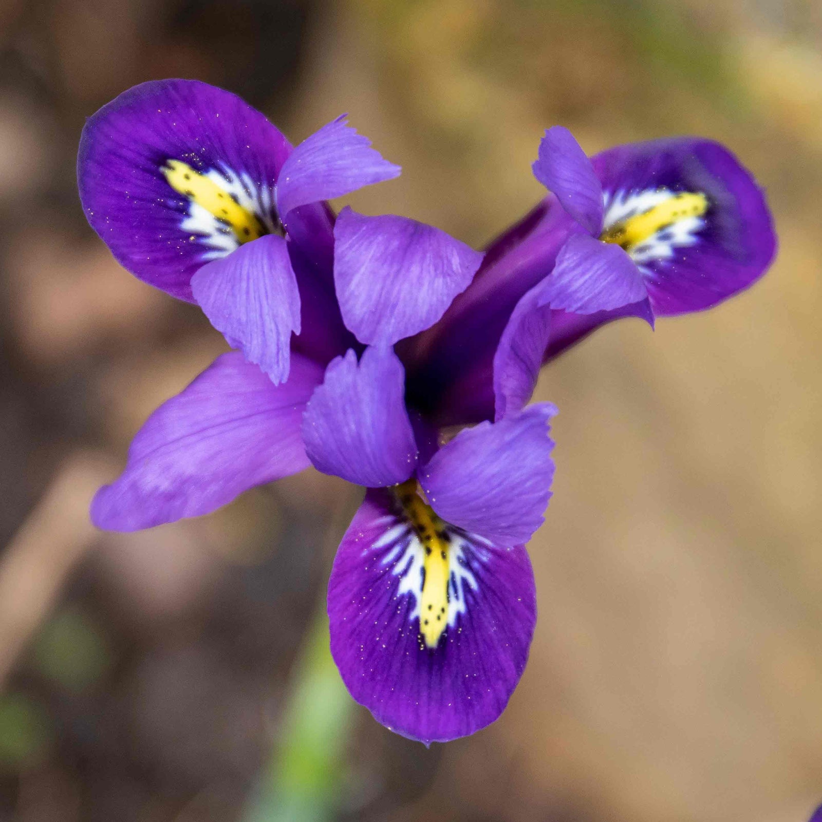 Iris Harmony Early Spring Blue | 20 x Bulbs | Purple