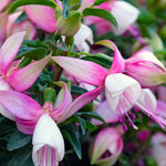 Hayloft Fuchsia Ballerina Collection - Set Of 5 Young Plants