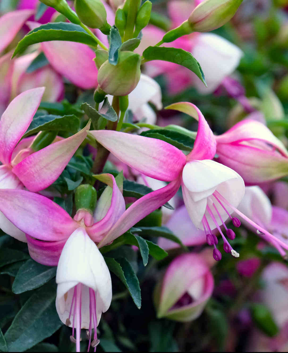 Hayloft Fuchsia Ballerina Collection - Set Of 5 Young Plants