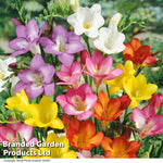 Freesia Single Mixed Colours - Corms | Set of 50