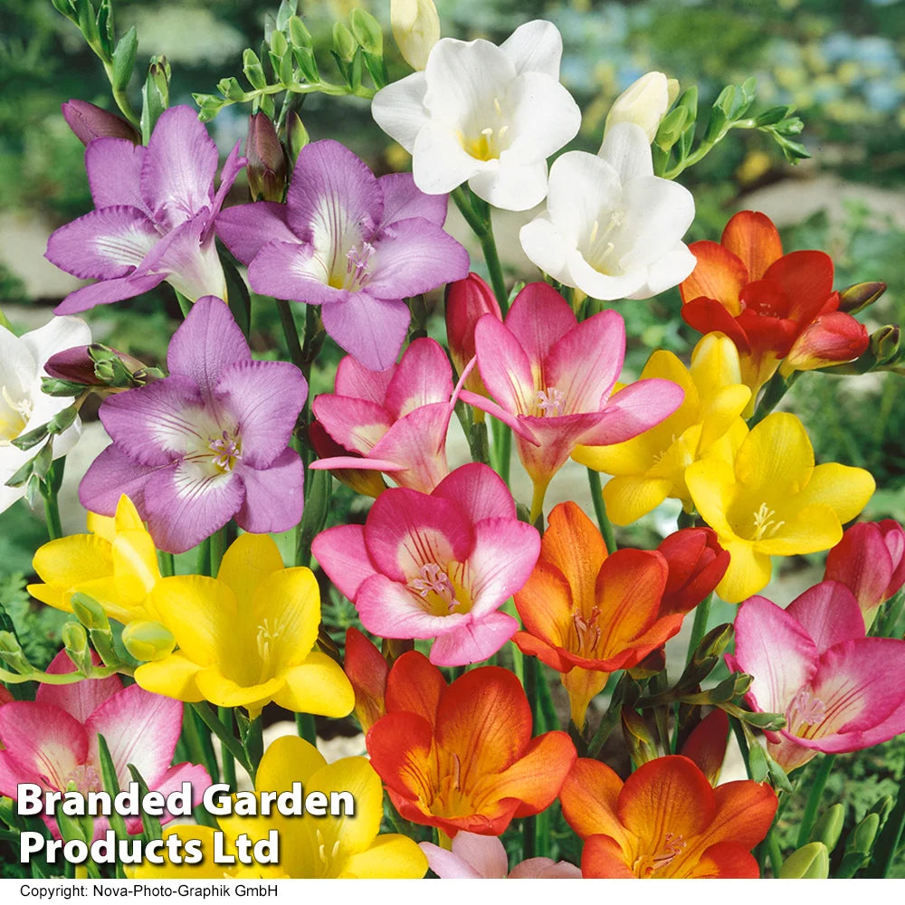 Freesia Single Mixed Colours - Corms | Set of 50