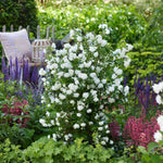 Philadelphus 'pearls Of Perfume' | 1 x 3L | White