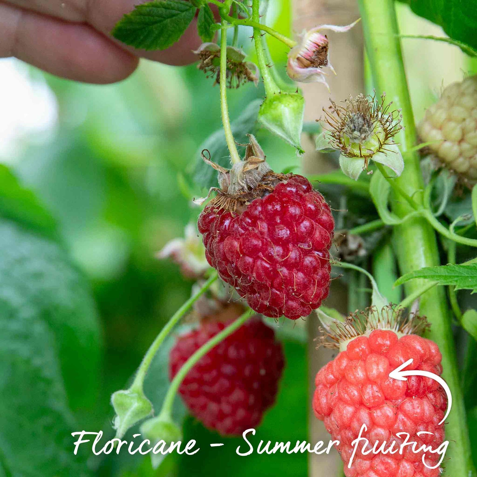 Raspberry 'cascade Delight' Summer Fruiting Plant | 10 x Bare Root | Red