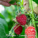Raspberry 'cascade Delight' Summer Fruiting Plant | 3 x Bare Root | Red