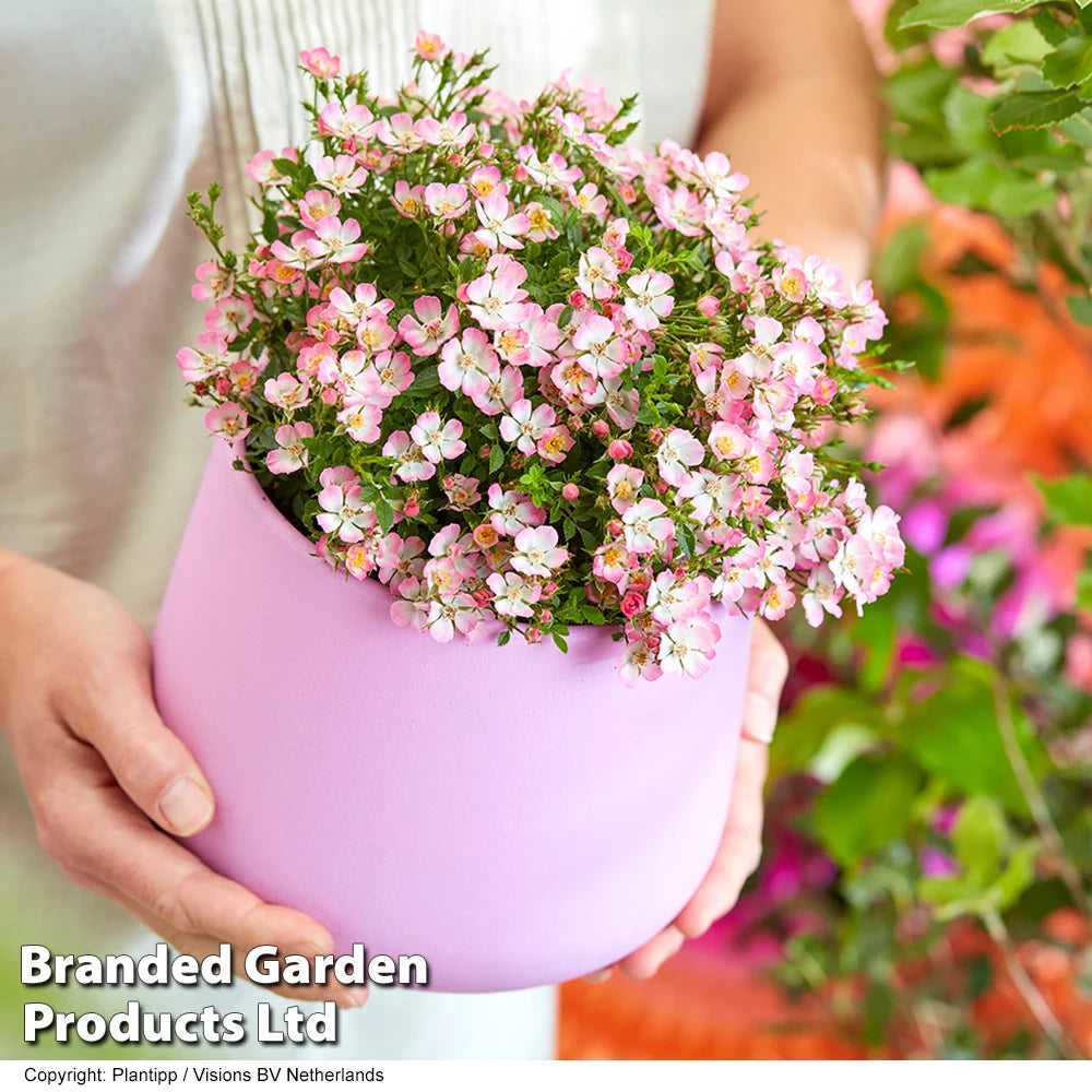 Rose Cutie Pie 12cm Pot | Set of 2