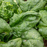 Spinach Renegade Seedlings - Hardy Disease-resistant | 12 x Garden Ready Plants | Green