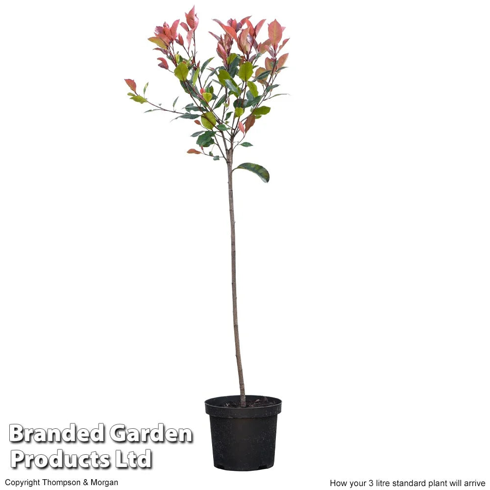 Photinia Standard Red Robin 3 Litre Pot | Set of 2
