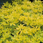 Choisya 'sundance' Evergreen Shrub | 1 x 9cm | Yellow & White
