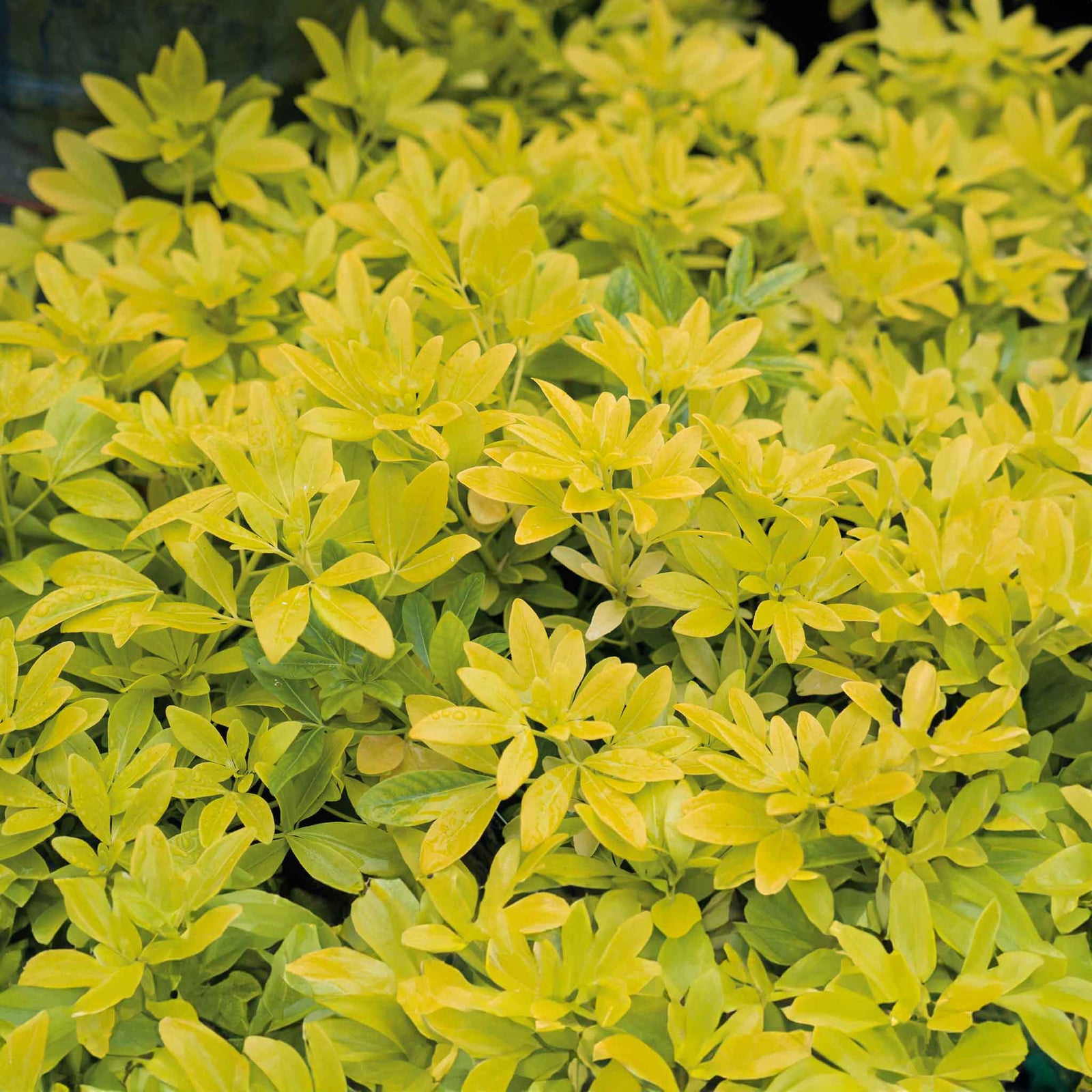 Choisya 'sundance' Evergreen Shrub | 1 x 9cm | Yellow & White
