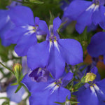 Lobelia 'waterfall Blue Improved' Trailing Deep-blue Bedding Plant | 12 x Jumbo Plugs | Deep Sky Blue