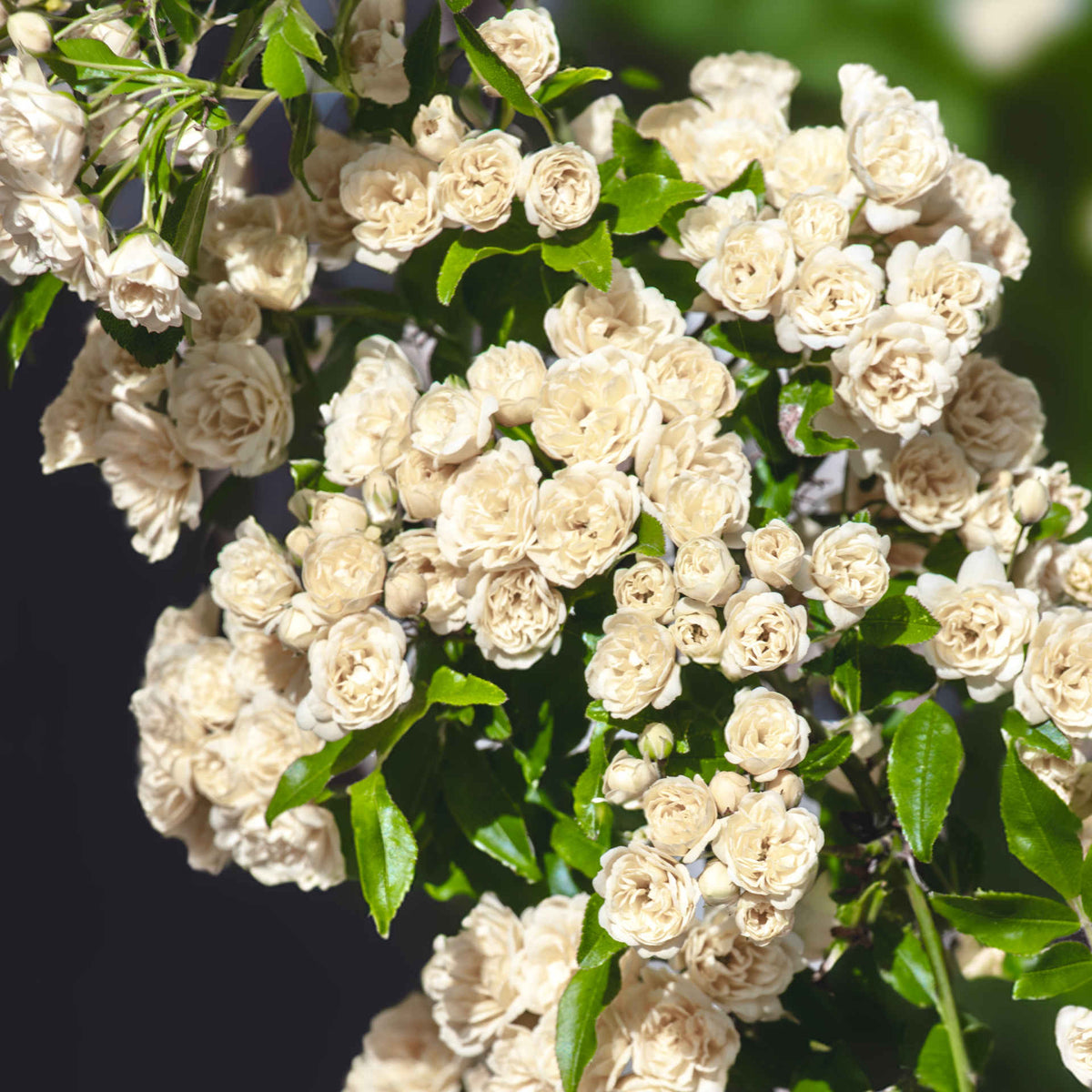 Rosa Banksiae 'alba' - 9cm pots | 1 x 9cm | White
