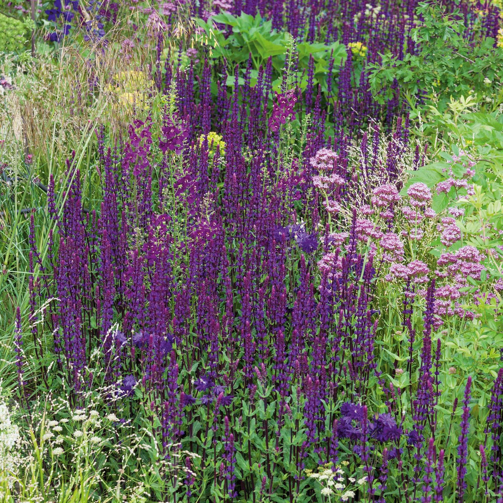 Salvia Nemorosa 'caradonna' Hardy Perennial | 1 x 2L | Multi