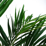 Kentia Palm Artificial Tree 150cm - Realistic Plant By Botanik