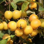 Malus X Zumi Golden Hornet Flowering Crab Apple Tree 4-5ft Tall