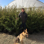 Green Leylandii Cupressocyparis Leylandii Hedging Trees 6ft Pallet Of 10 Supplied In 10 Litre Pots