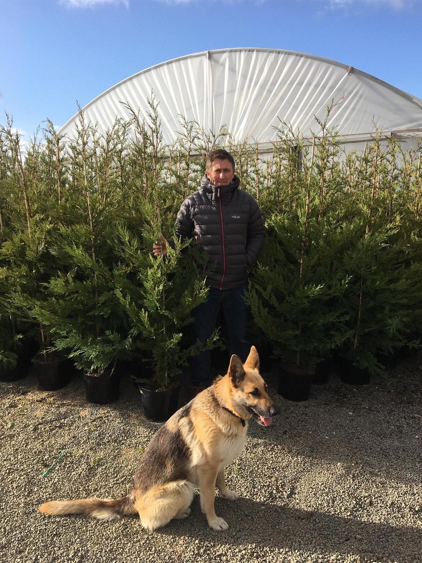 Green Leylandii Cupressocyparis Leylandii Hedging Trees 6ft Pallet Of 10 Supplied In 10 Litre Pots