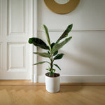Canary Banana - Musa 'dwarf Cavendish' - Height 90-100cm - ⌀21cm | Set-of-1 | Green