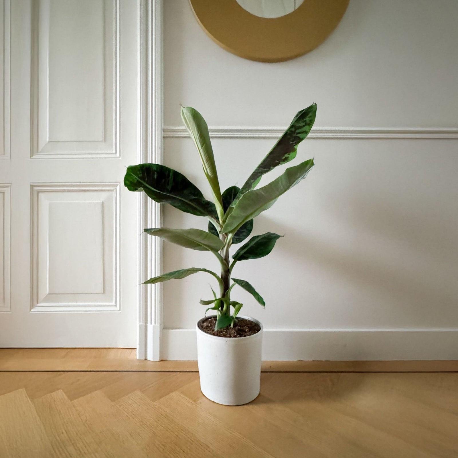 Canary Banana - Musa 'dwarf Cavendish' - Height 90-100cm - ⌀21cm | Set-of-1 | Green