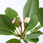 Frangipani - Plumeria Rubra 'pink' - Height 55-70cm - ⌀17cm | Set of 1 | Pink