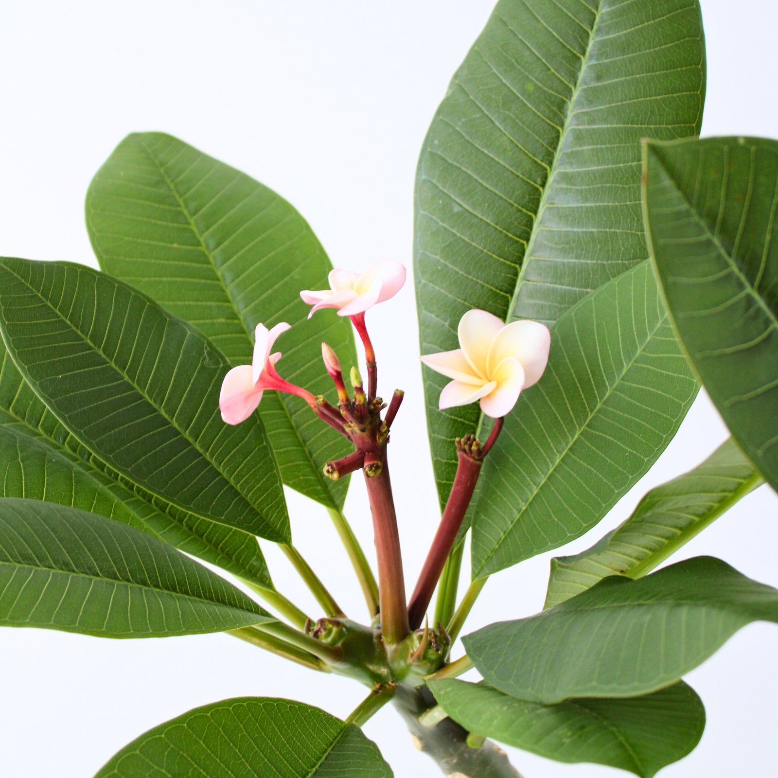 Frangipani - Plumeria Rubra 'pink' - Height 55-70cm - ⌀17cm | Set of 1 | Pink