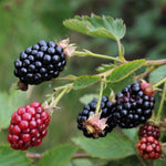 Blackberry 'navaho' - Thornless | 1 x 2L