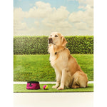 Pack Away Waterproof Dog Bowl | One Size | Purple