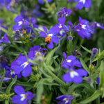 Lobelia Masterpiece Blue Seeds | 50 Seeds