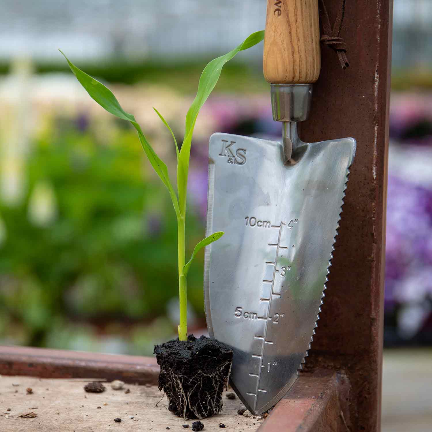 Sweetcorn 'swift' Seedlings | 16 x Pro Grower Plugs | Yellow