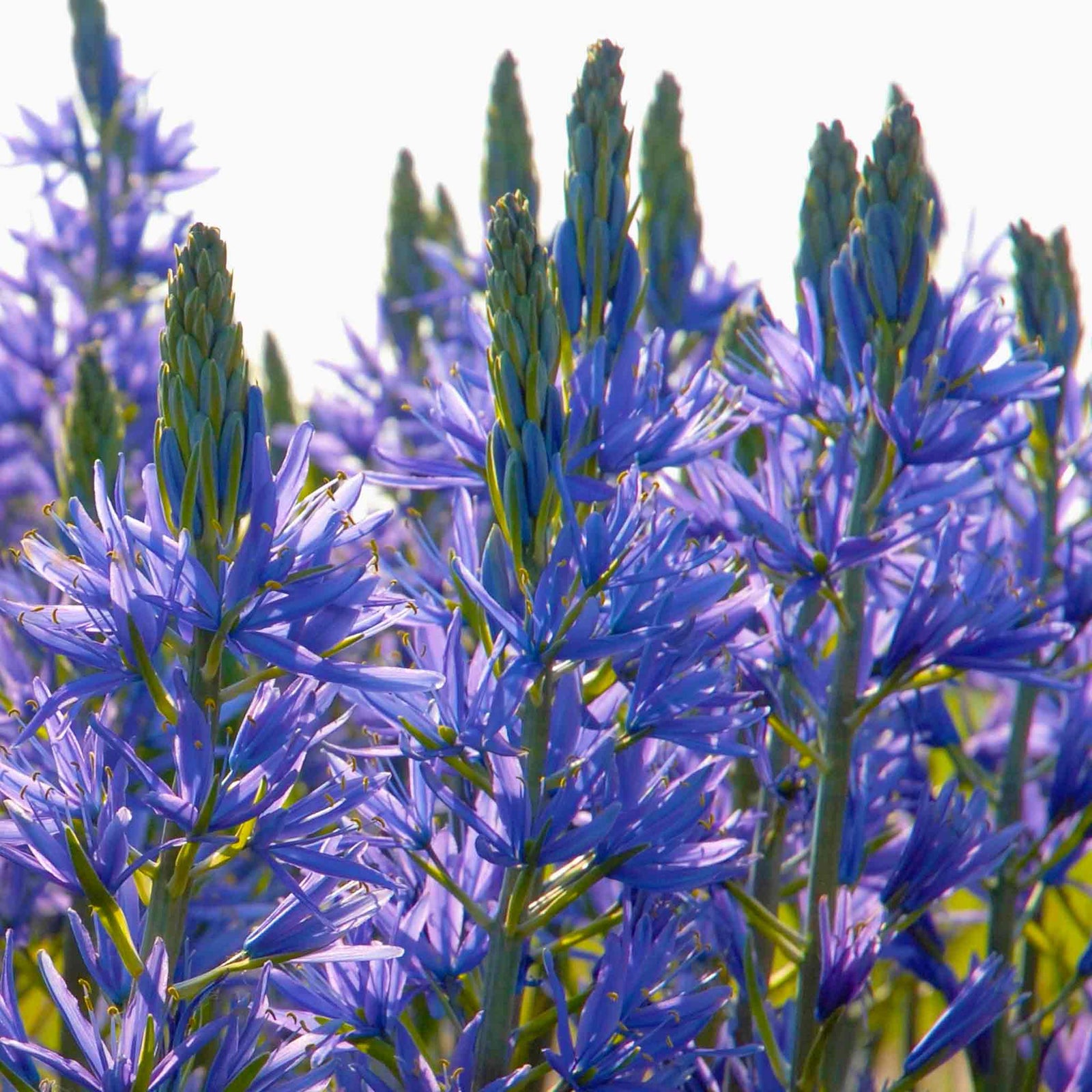 Camassia Leichtlinii 'blue' , 70-80 Cm | 3 x Bulbs | Blue