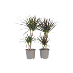 Madagascar Dragon Tree - 2 Pcs. - Dracaena Marginata - Height 70-80cm - ⌀17cm | Set of 2 | Green