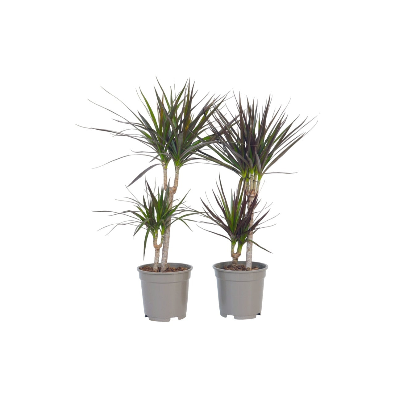 Madagascar Dragon Tree - 2 Pcs. - Dracaena Marginata - Height 70-80cm - ⌀17cm | Set of 2 | Green