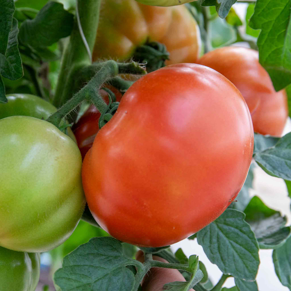 Bush Tomato 'super Marmande' Beefsteak Red Semi-determinate Jumbo Plugs | Set of 3 | Red