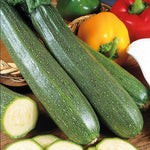 Courgette (zucchini) | 3 x Jumbo Plugs | Green