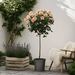 Palace Rose - Height 80-100cm - ⌀19cm | Set of 2 | Orange