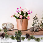 Gift Christmas Cactus Multicolour In Cream Zinc Pot | Set of 2