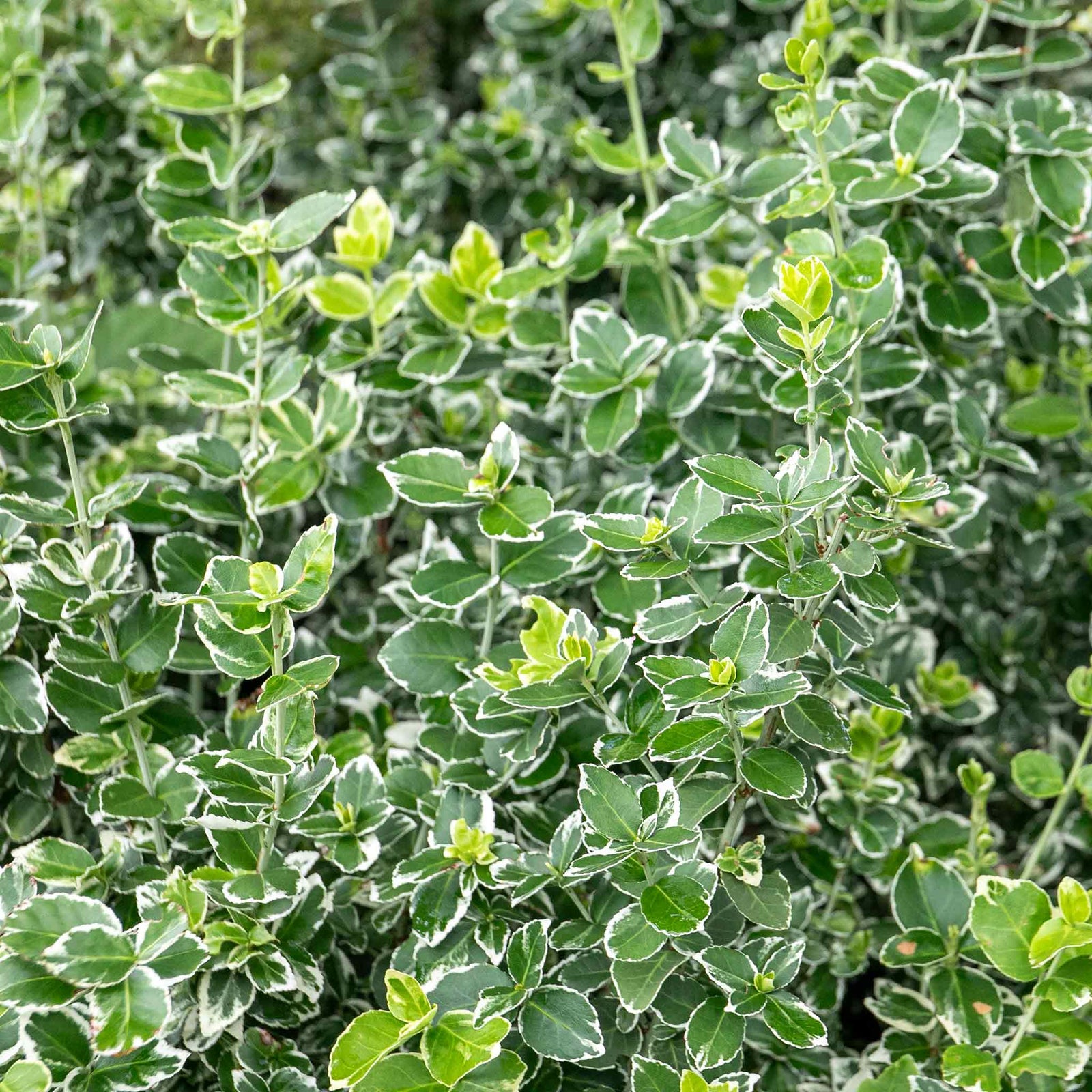 Euonymus Fortunei 'emerald Gaiety' Variegated Evergreen Groundcover | 1 x 9cm | Green & White