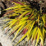 Hakonechloa 'sunflare' Plant, Chartreuse-yellow Foliage | 3 x 7cm Plants | Chartreuse