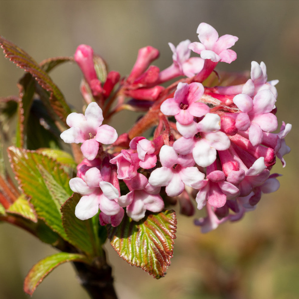 Viburnum Farreri - Evergreen, Scented Shrub - 9cm Pot