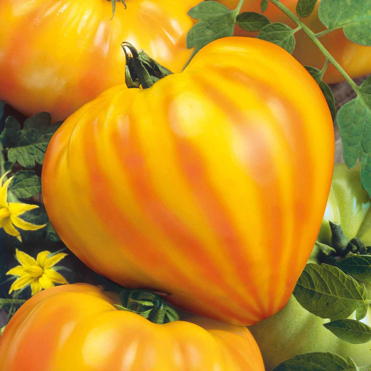Cordon Tomato 'gourmansun' - Golden Oxheart 9cm Plants | Set of 3