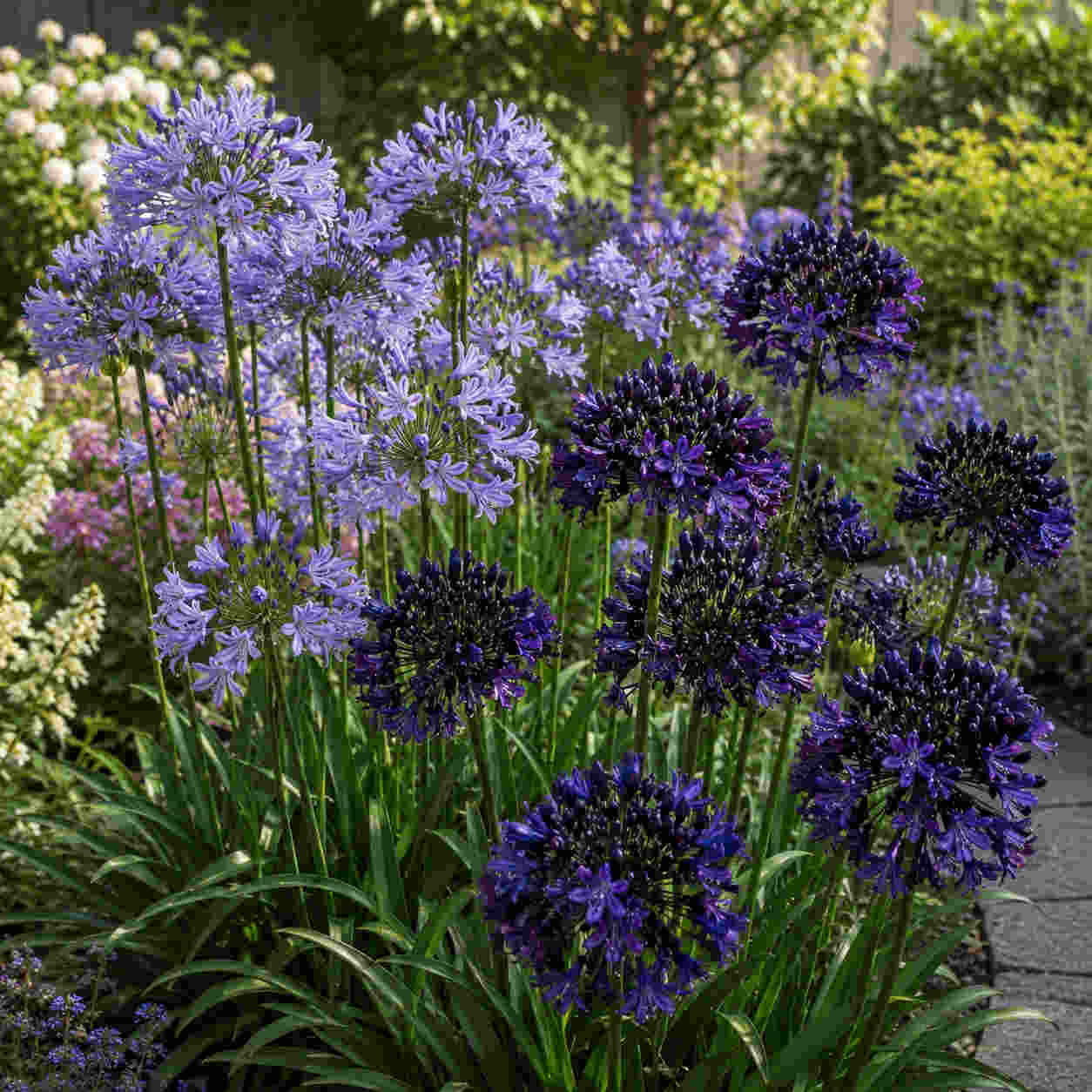 Agapanthus Duo - 9cm pots | Set-of-2 | Purple