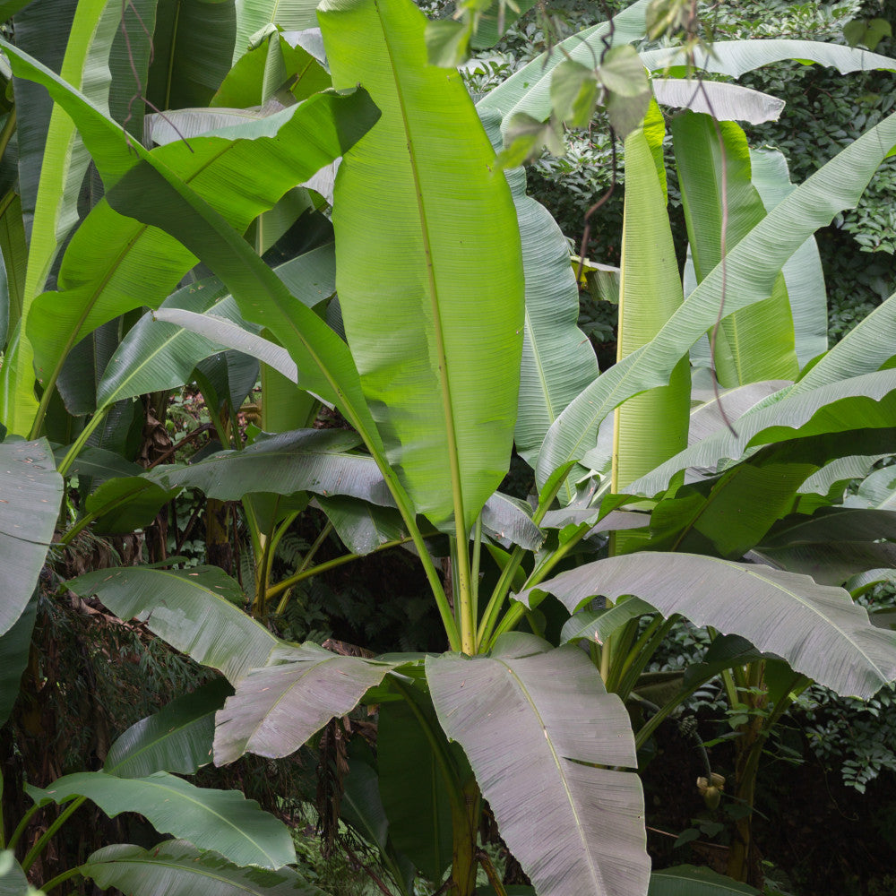 Hayloft Hardy Banana Plant - Musa Bajoo - 1 x 10.5cm Pot