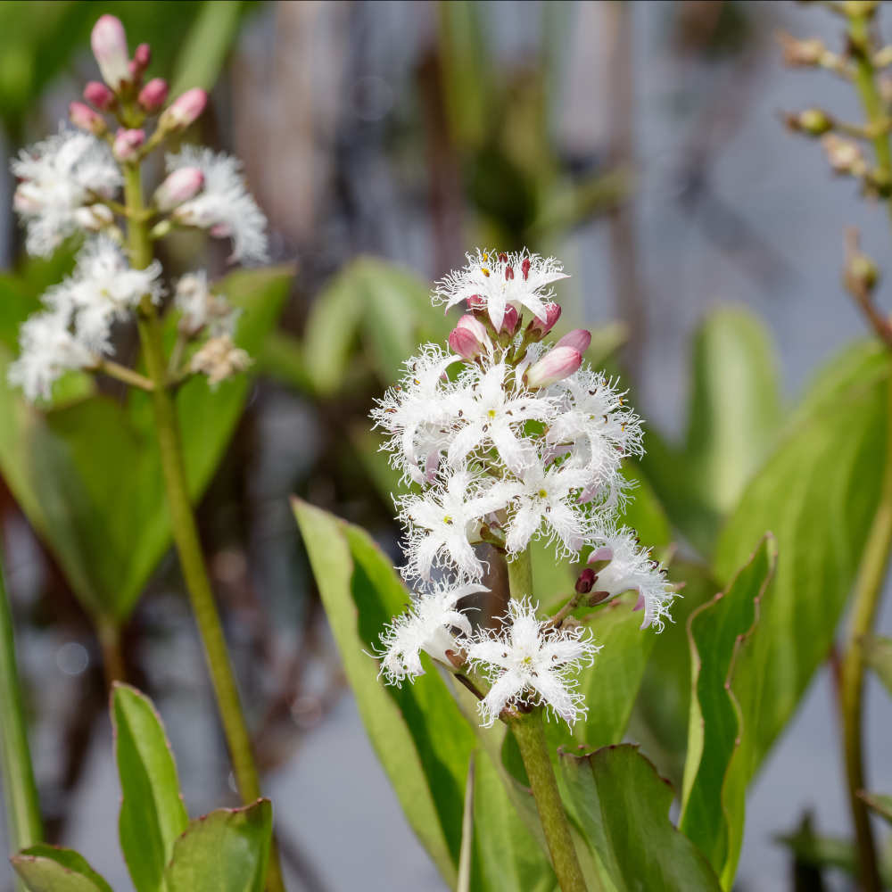 Menyanthes Trifoliata - A Deep Marginal Pond Plant Known As Bogbean 1 X 9cm Pot