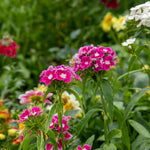 Sweet William 'early Summer Scented' Seeds | 400 Seeds