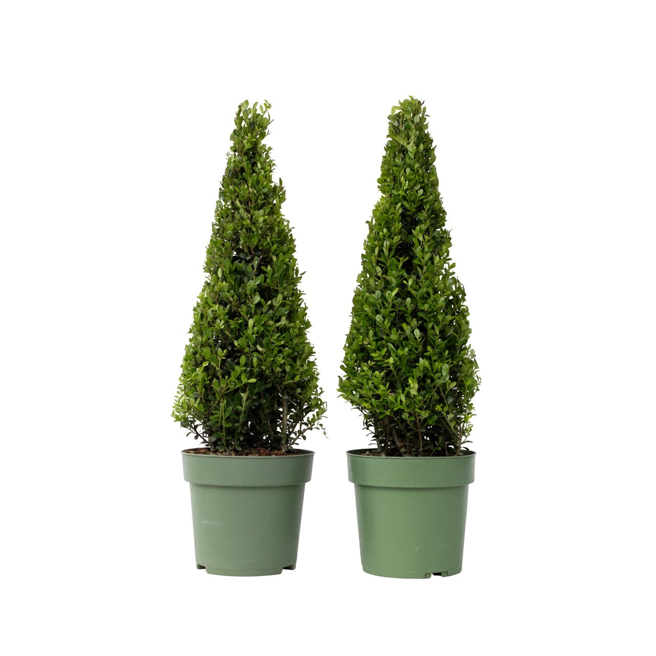 Japanese Holly - Ilex Crenata 'Jenny' - Height 55-65cm - ⌀21cm | Set-of-2 | Green