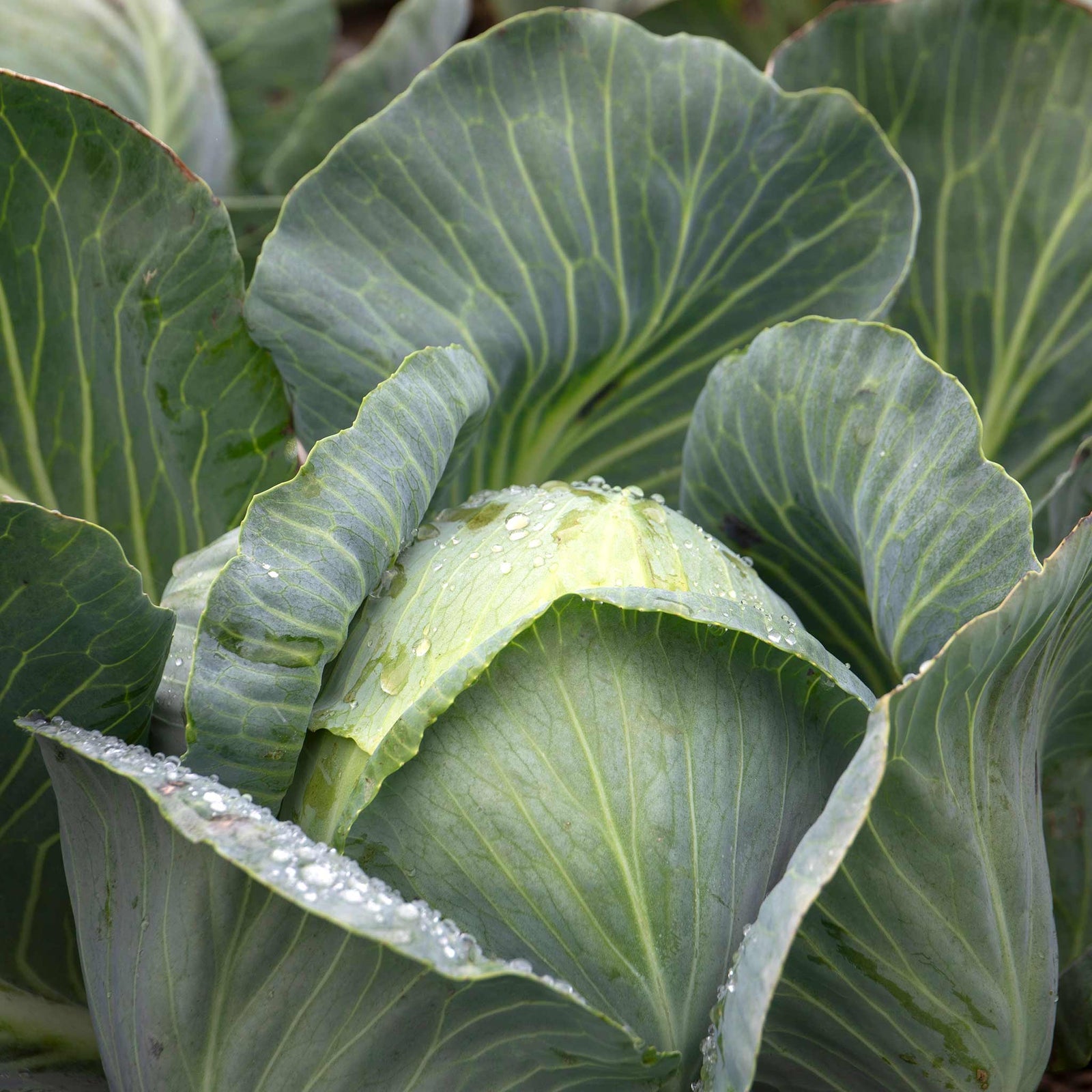 White Cabbage Plant 'reaction' | 8 x Pro Grower Plugs | Green