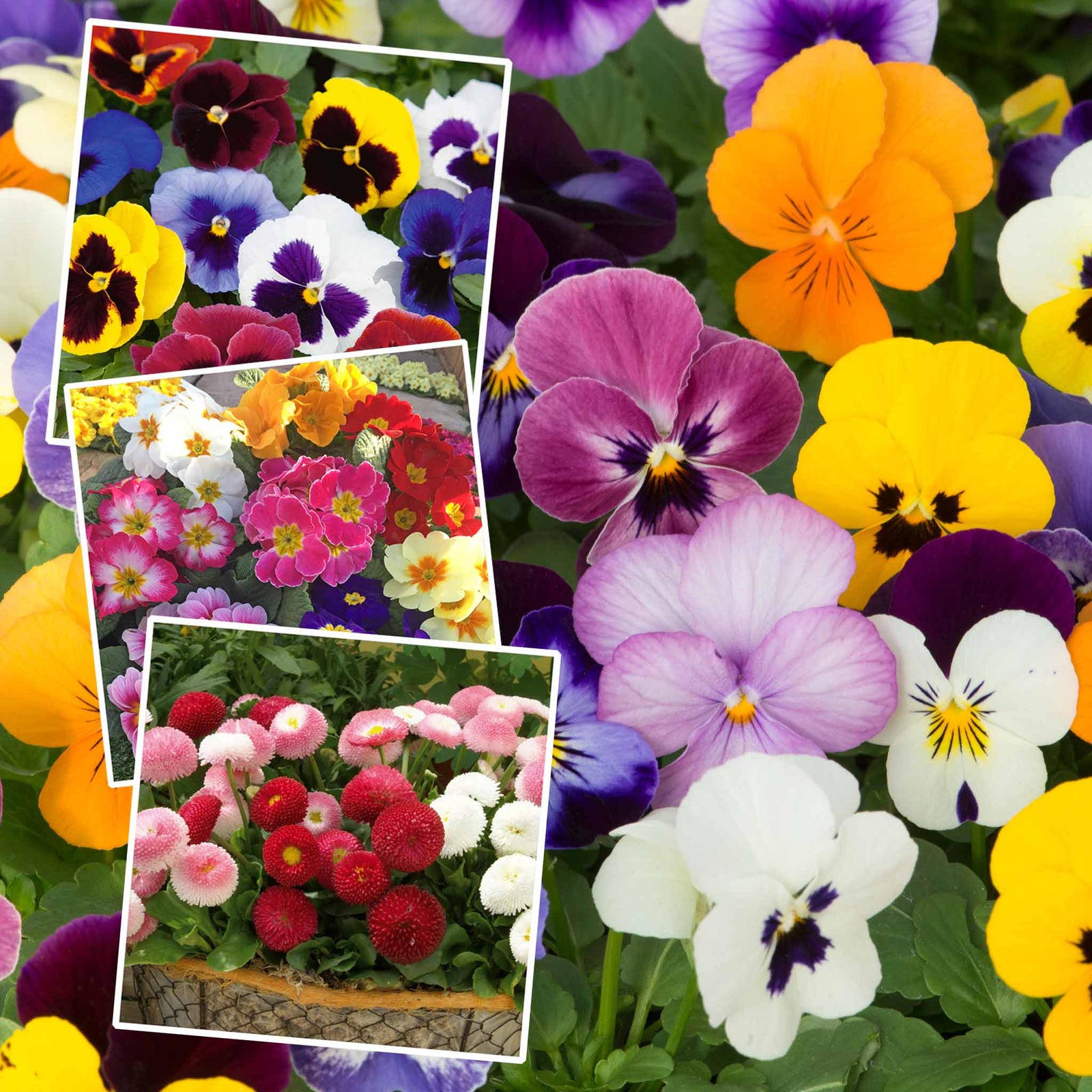 Marshalls Garden Best Selling Mix - 48 Garden-ready Plugs, Autumn & Winter Bedding Marshalls Garden